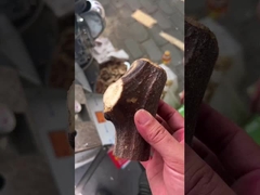 Zwierzęta i zwierzęta